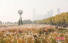 湖北武汉:芦荻花开引人入胜